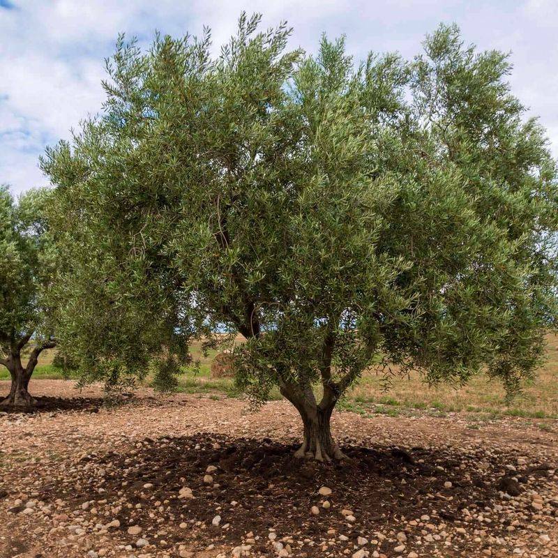 Olive Tree
