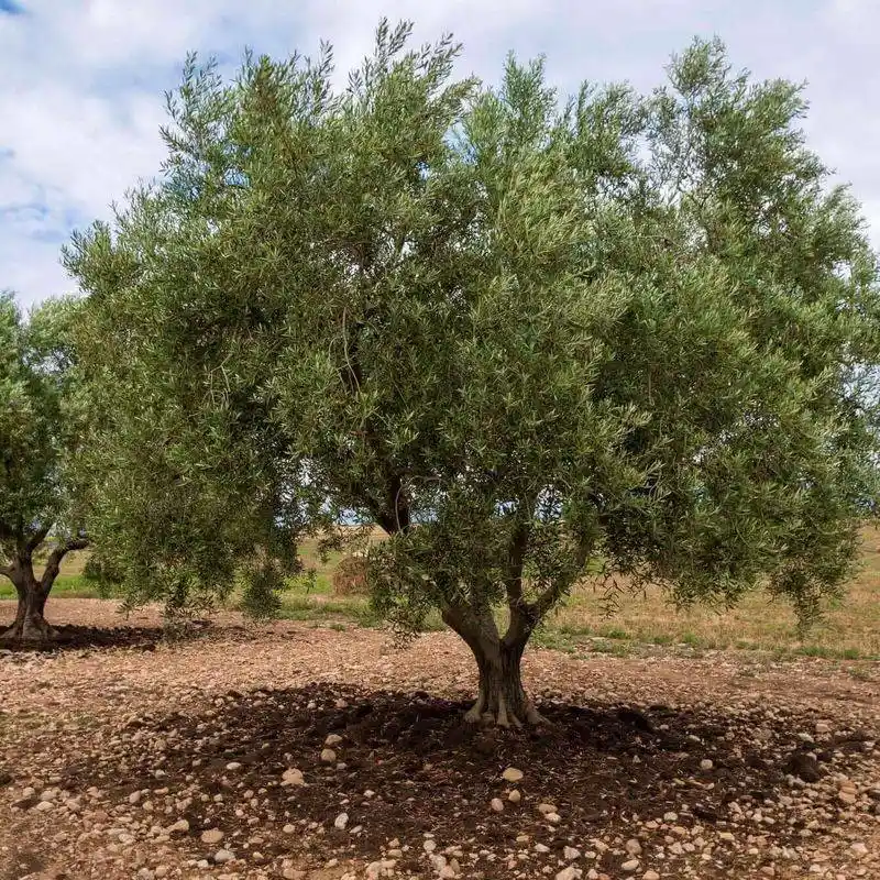 Olive Tree