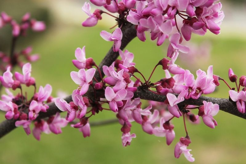Western Redbud