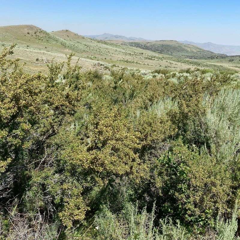 Antelope Bitterbrush