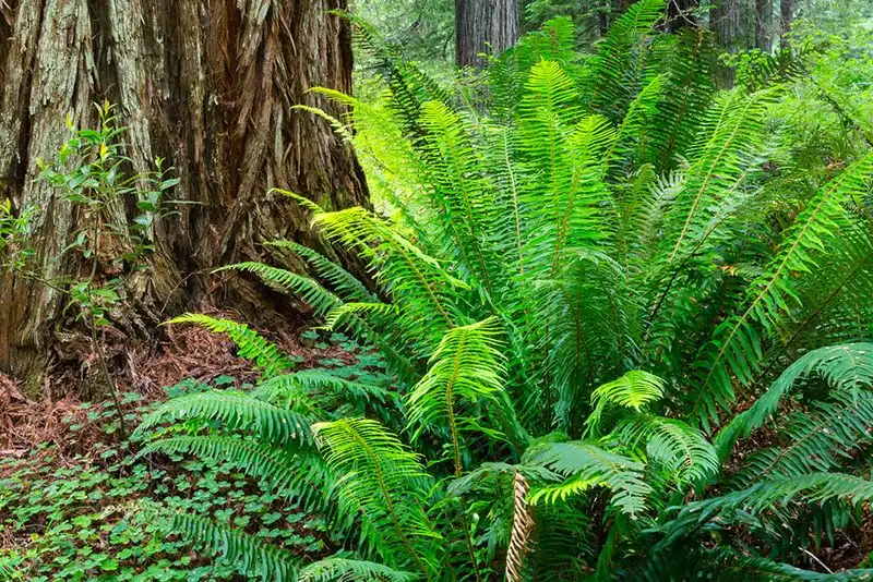Western Sword Fern