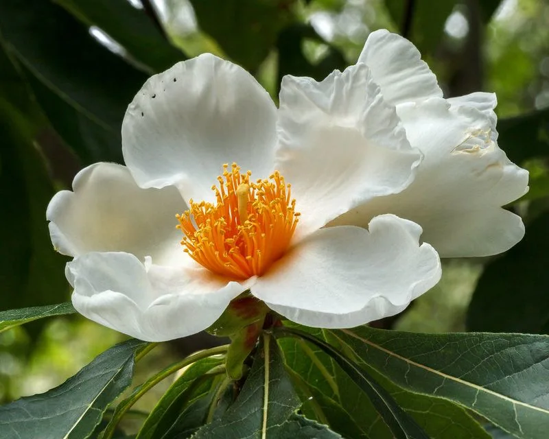 Franklin Tree