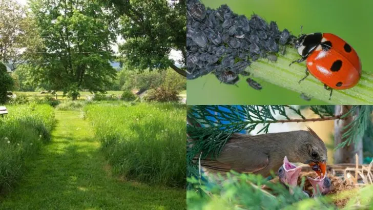 What Actually Happens When You Stop Mowing for a Whole Year