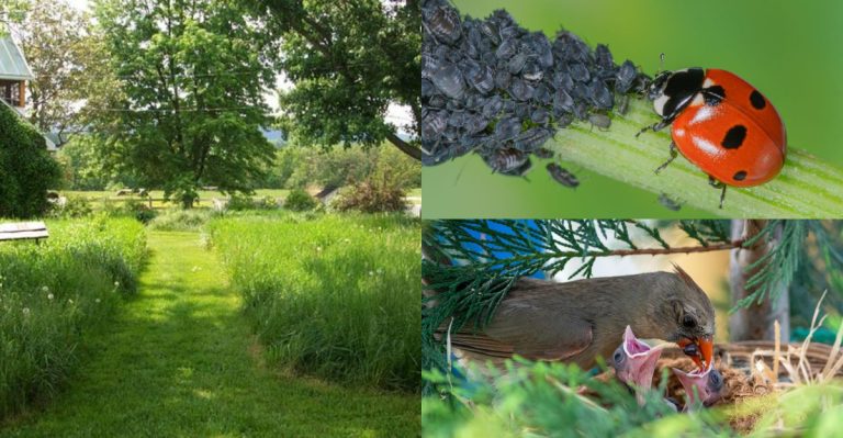 What Actually Happens When You Stop Mowing for a Whole Year