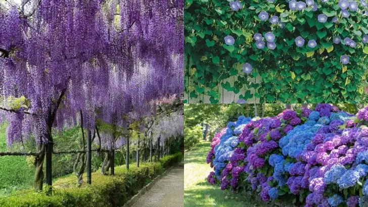 What Gardeners Regret Planting Every Single Year (And Why They Keep Doing It Anyway)