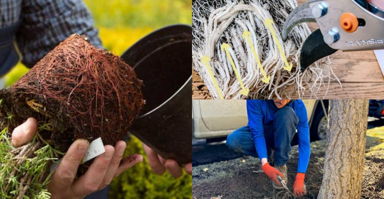 What Root Pruning Really Does—and Why Some Plants Depend on It