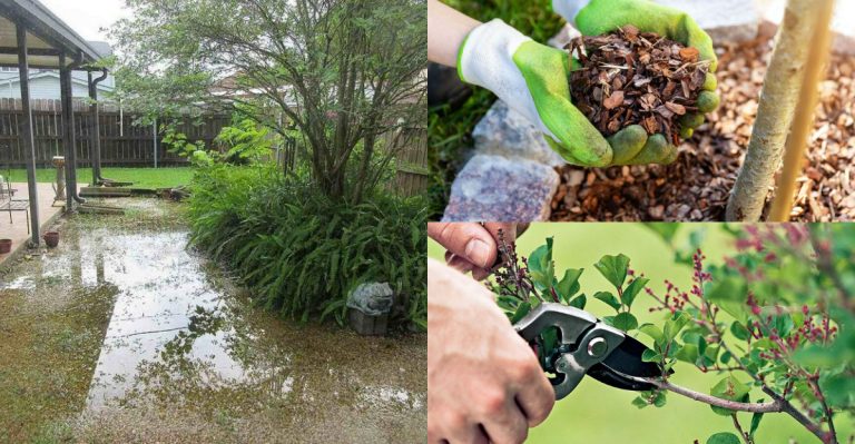 What You Should Always Do In Your Garden Right After It Rains in Spring
