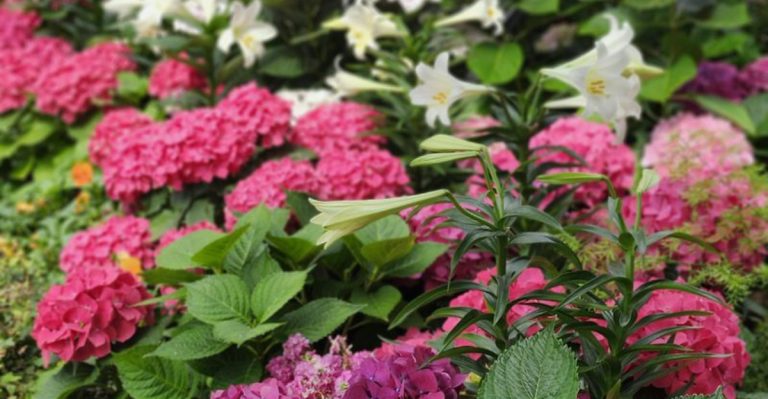 What to Plant in That Awkward Corner of Your Yard (20 Options That Always Work)
