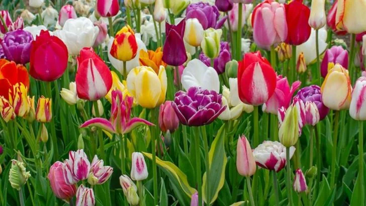 What’s Blooming Right Now in Zone 5? May’s Top Flowers and Shrubs