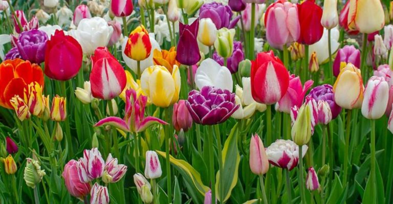 What’s Blooming Right Now in Zone 5? May’s Top Flowers and Shrubs
