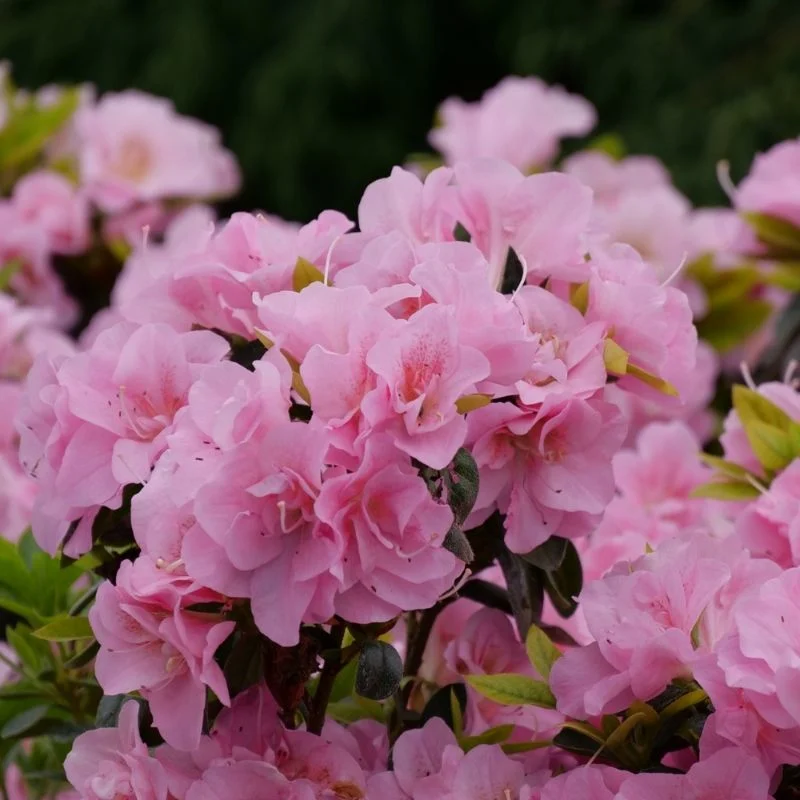 Rhododendron