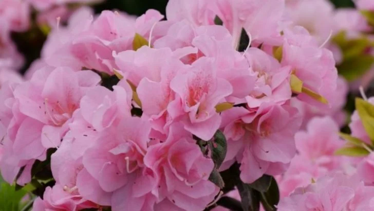 What’s Blooming in Zone 8 This May That Adds Color to Your Garden