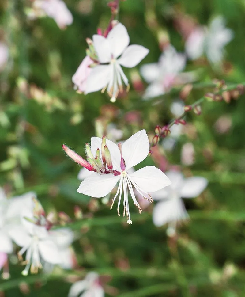 Whirling Willow