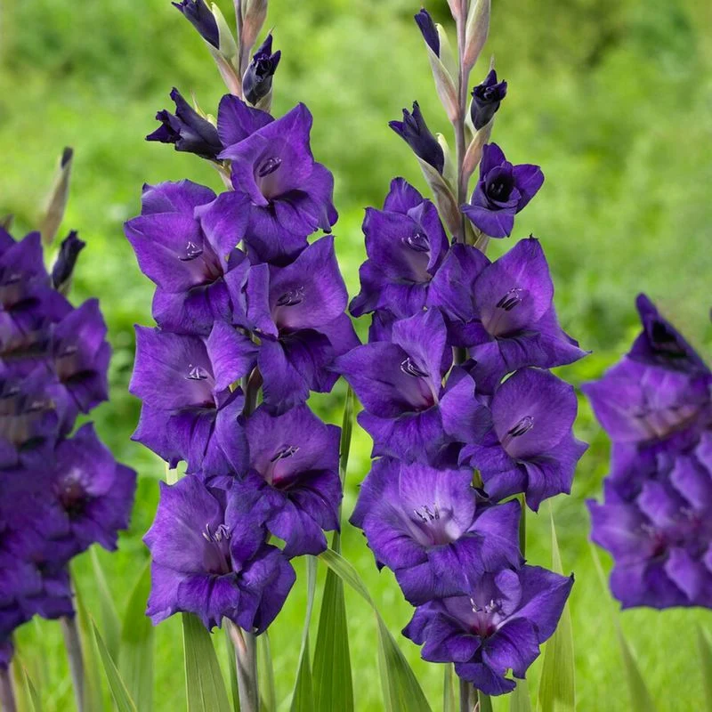 DIY Gladiolus Spa Day