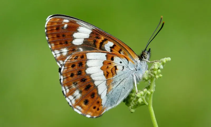White Admiral Butterfly