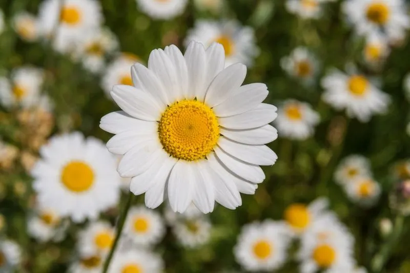 White Daisy