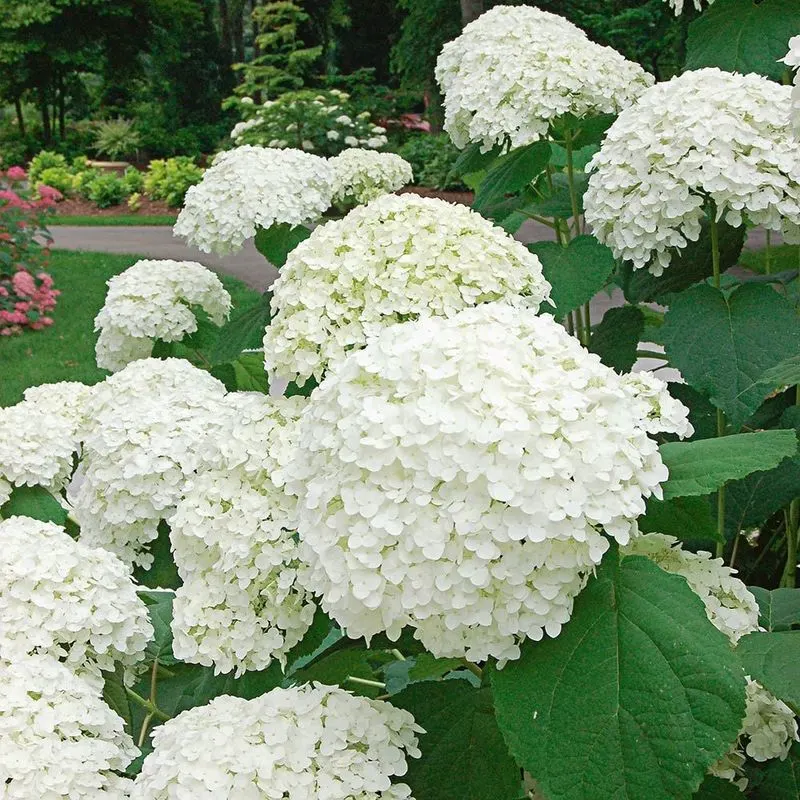 White Hydrangea