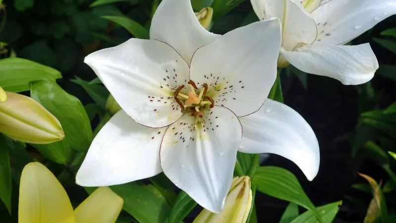 White Lily