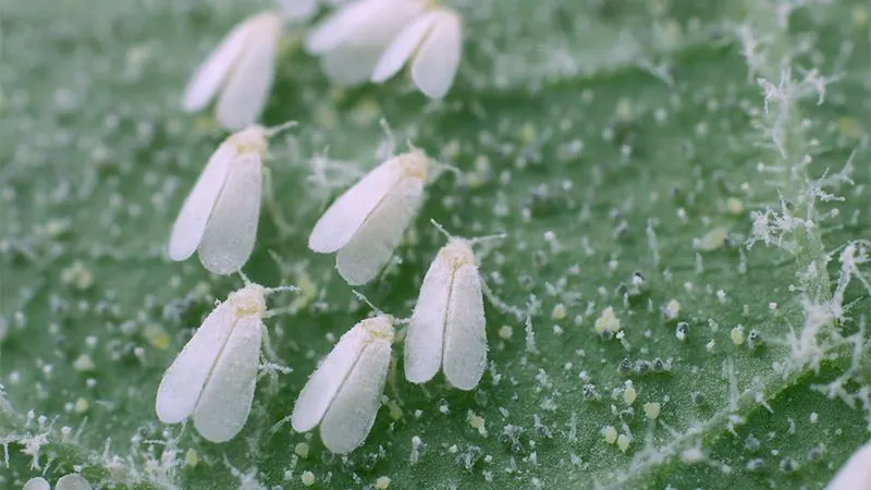 Whiteflies
