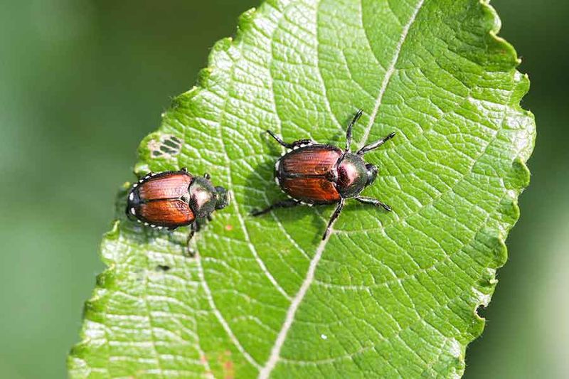 Japanese Beetles