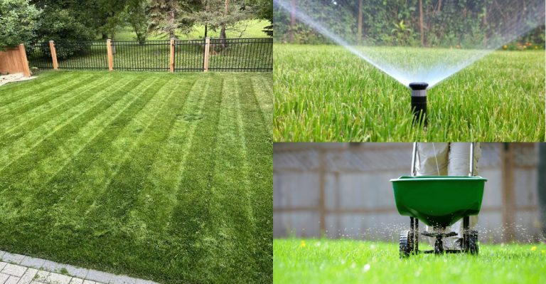 Why Your Neighbors’ Lawns Look Perfect (And What They’re Probably Using)
