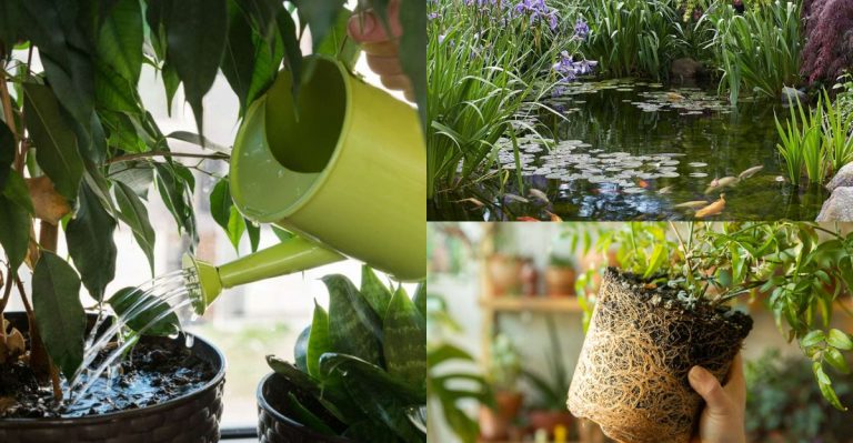 Why Your Plants Keep Wilting Even When You’re Watering Them