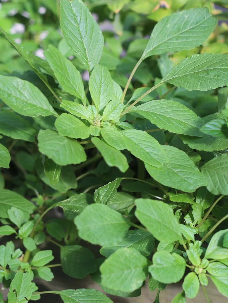Wild Amaranth
