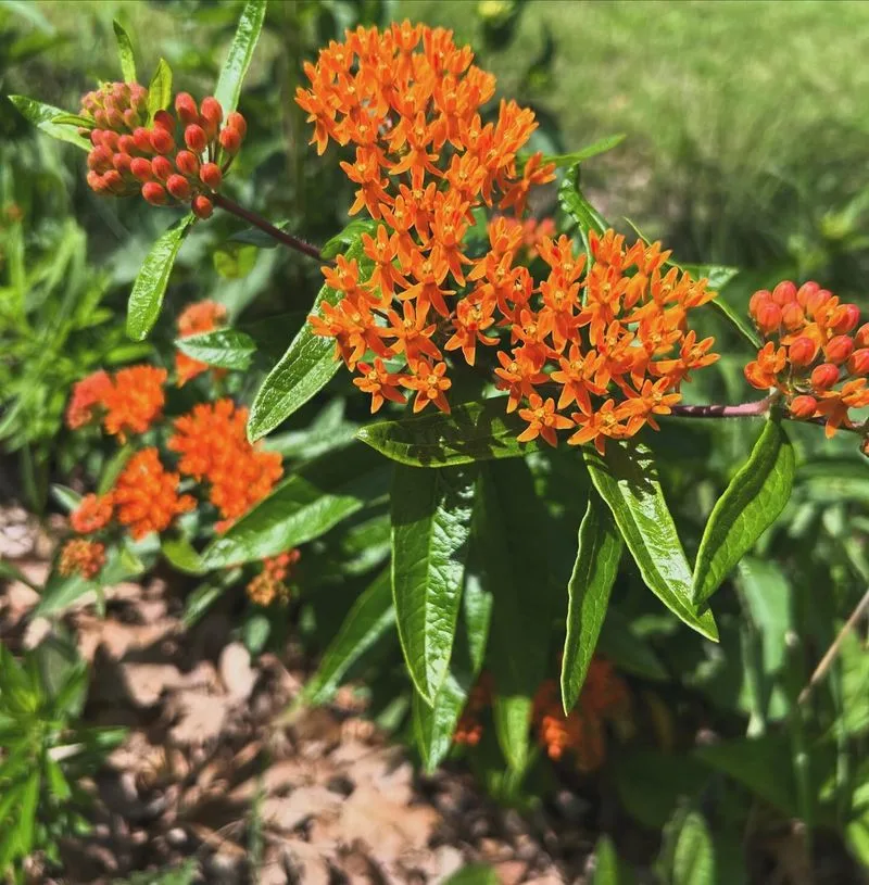Butterfly Weed (Asclepias tuberosa)