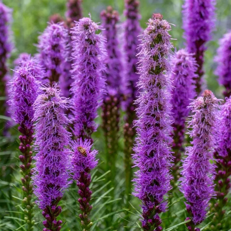 Prairie Blazing Star (Liatris pycnostachya)