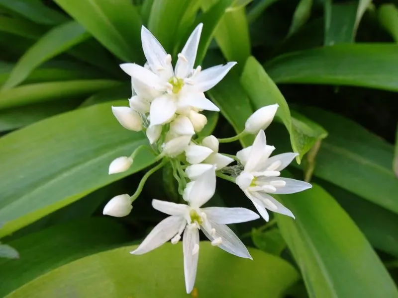 Wild Garlic