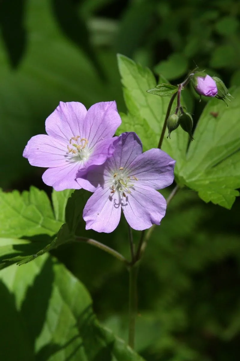 Wild Geranium
