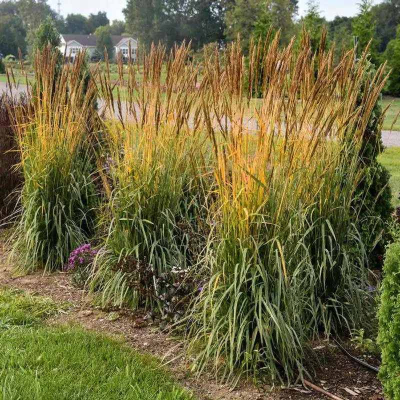 Indian Grass