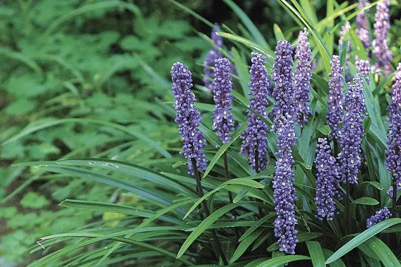 Liriope (Liriope spicata)