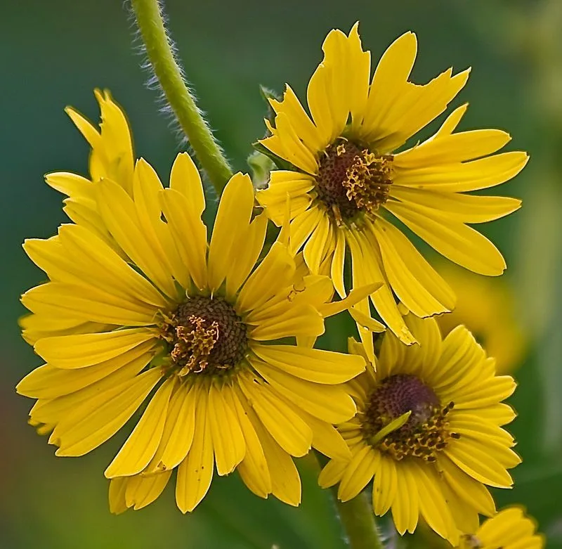 Compass Plant (Silphium laciniatum)