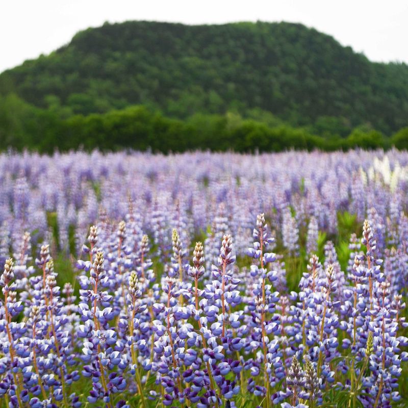Wild Lupine