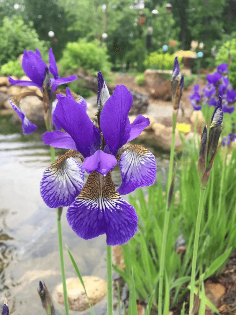 Blue Flag Iris