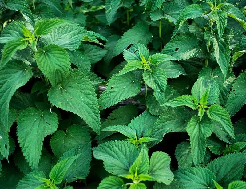 Stinging Nettle
