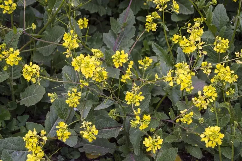 Wild Mustard