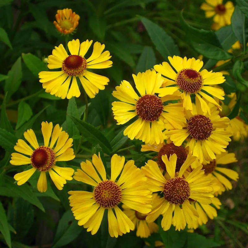 Sneezeweed (Helenium autumnale)