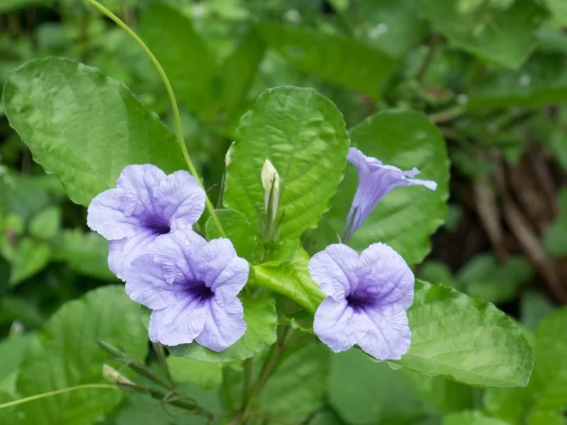Wild Petunia