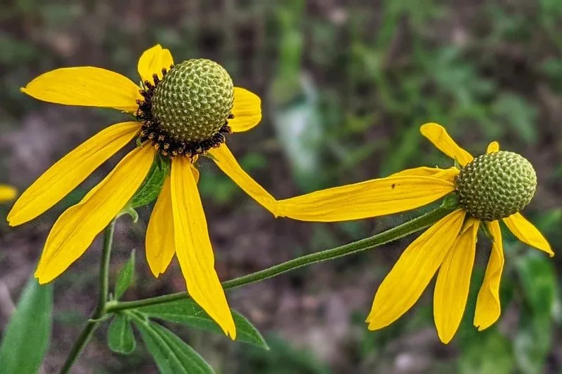 Gray-Headed Coneflower (Ratibida pinnata)