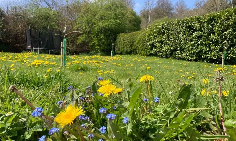 Wildflower Integration