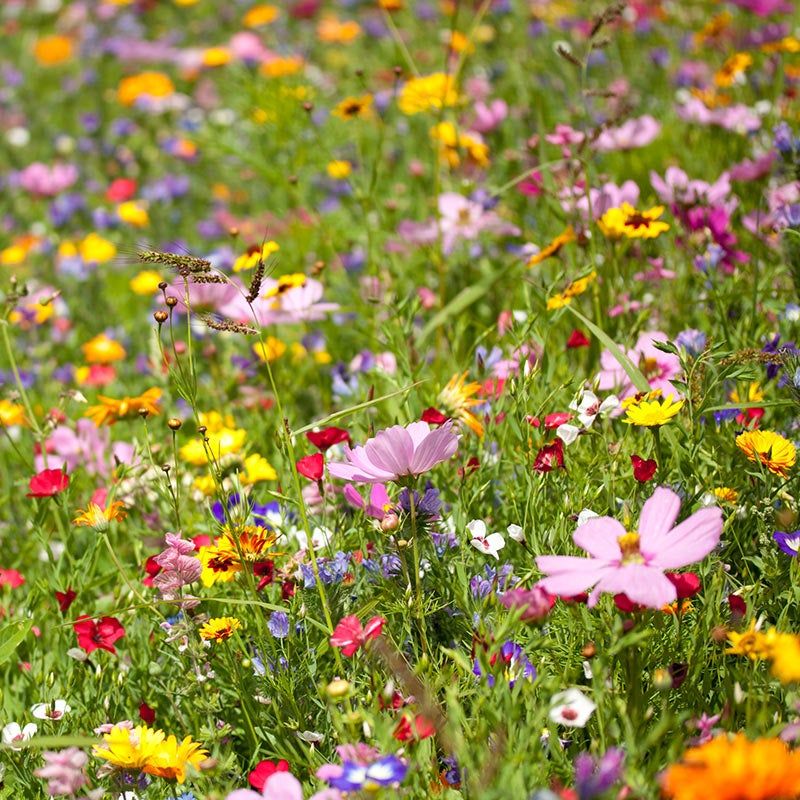 Wildflower Meadows