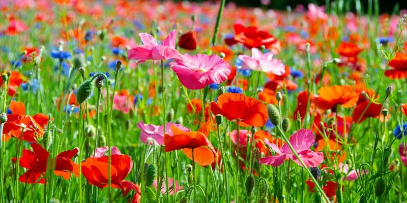 Wildflower Patches