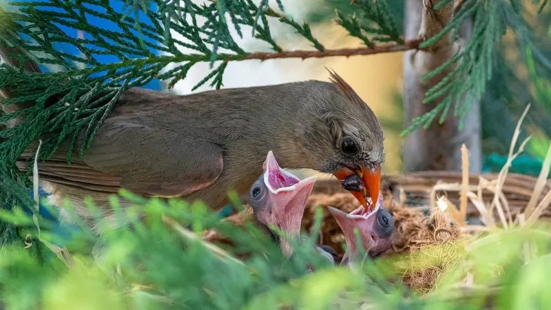 Home for Wildlife
