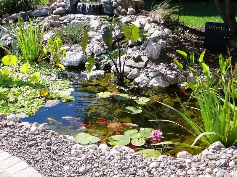 Wildlife-Friendly Pond