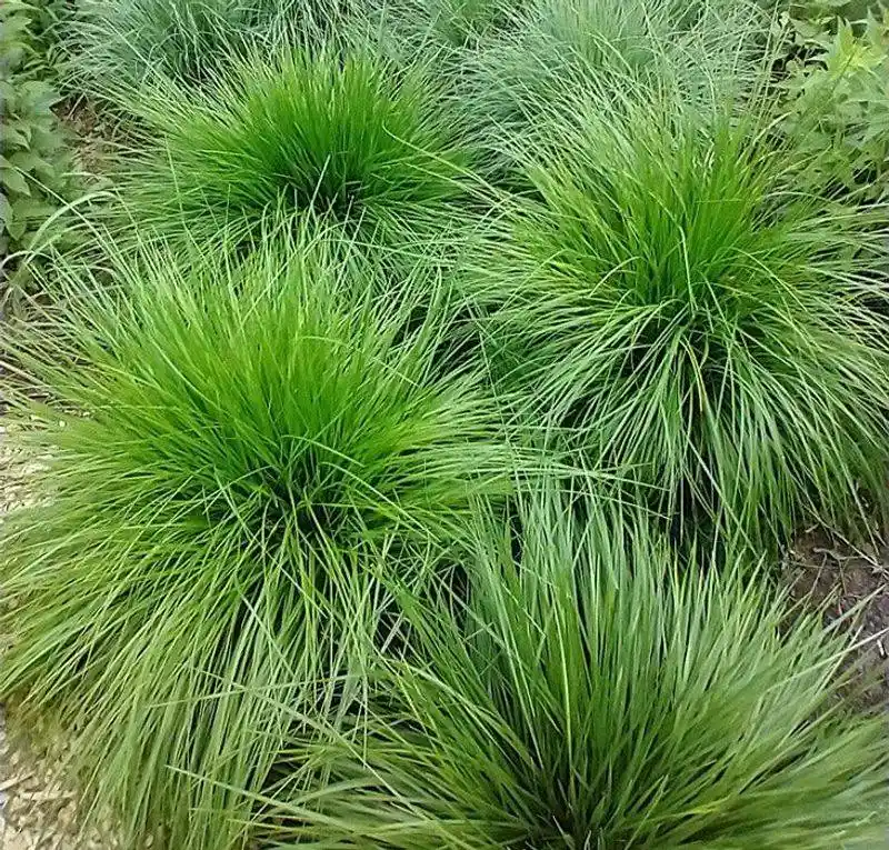 Wildlife Habitat