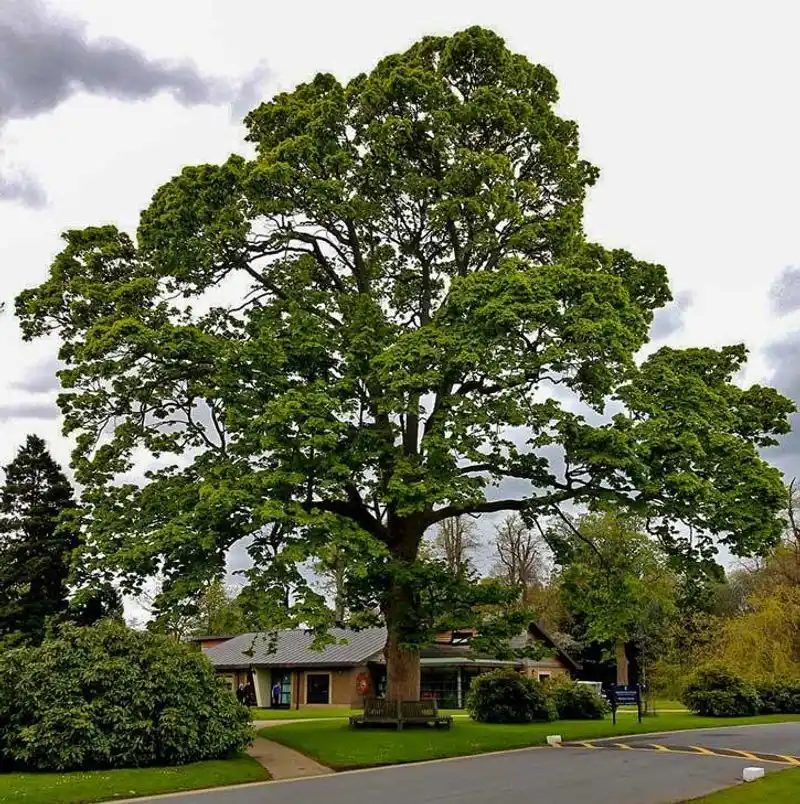 Sycamore