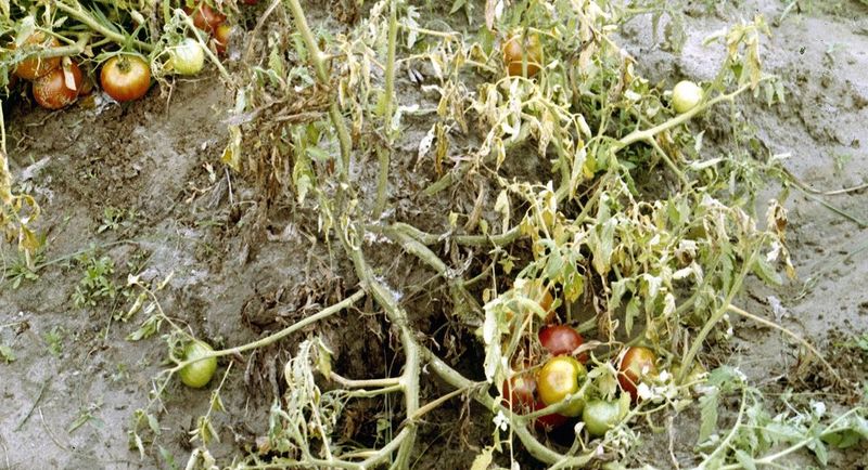 Wilted Tomato Plants