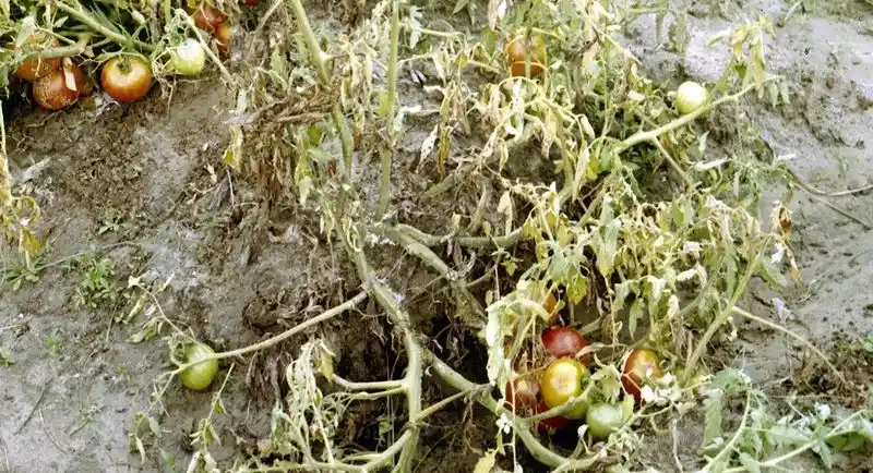 Wilted Tomato Plants